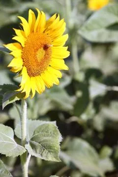Sunflower and Bee Fotos Stock