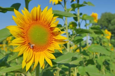 Sunflower and bee Stock Photos