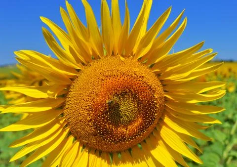 Sunflower and bee Stock Photos