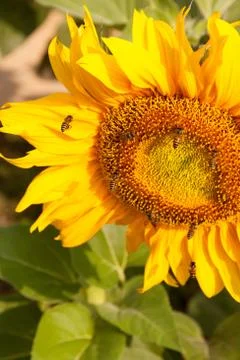 Sunflower and bee Stock Photos