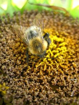 Sunflower and bee Stock Photos