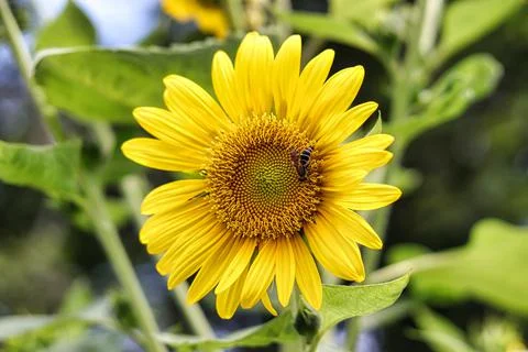 Sunflower and Bee Stock Photos