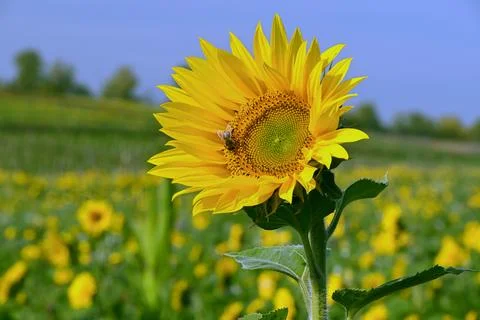 Sunflower and bee Stock Photos