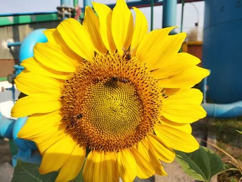 Sunflower and bee Foto stock