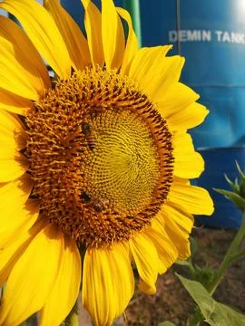 Sunflower and bee Stock Photos