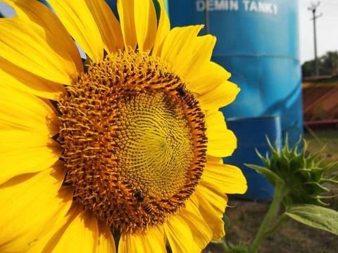Sunflower and bee Stock Photos