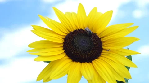 Sunflower and bee super slow motion Vídeos de archivo 27543431