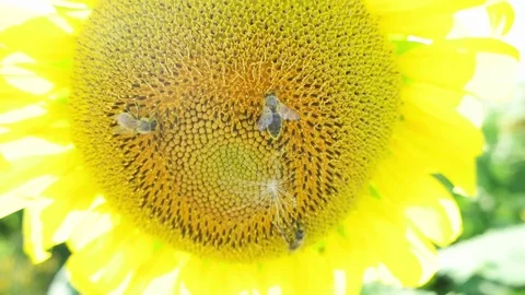 Sunflower and bees, close-up Stock Footage 78718629