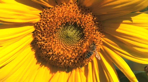 Sunflower And Bees Stock Footage 494430