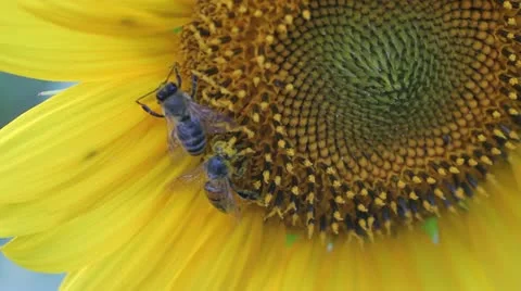 Sunflower and bees 動画素材 11563850