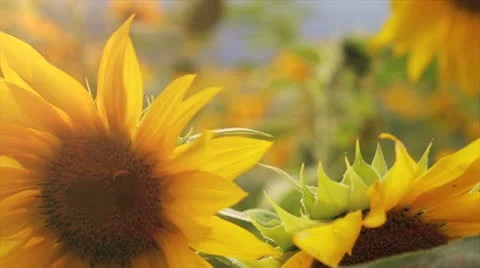Sunflower And Bees Video stock 12151542