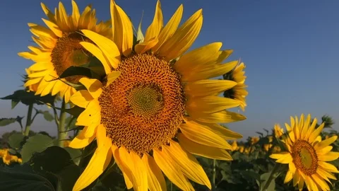 Sunflower and bees Stock Footage 112922058