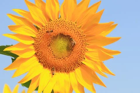 Sunflower and bees Stock Photos