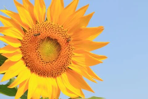 Sunflower and bees Stock Photos