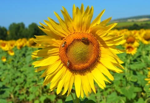 Sunflower and bees Stock Photos