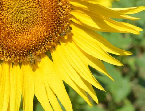 Sunflower and bees Stock Photos