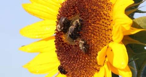 Sunflower And Bees Pollinating 動画素材 96699575