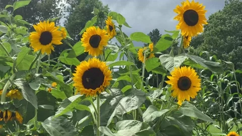 Sunflower and Bees in the Wind Stock Footage