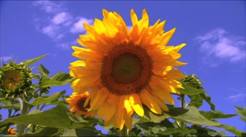 Sunflower and blue sky Stock Footage 8549976