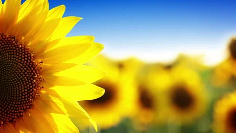 Sunflower and blue sky Stock Footage 106463440