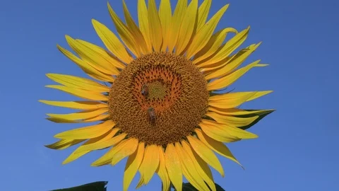 Sunflower and blue sky in summer, Akeno Town, Yamanashi Prefecture, Japan. Stock Footage 104970331