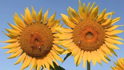 Sunflower and blue sky in summer, Akeno Town, Yamanashi Prefecture, Japan. Stock Footage 104971153