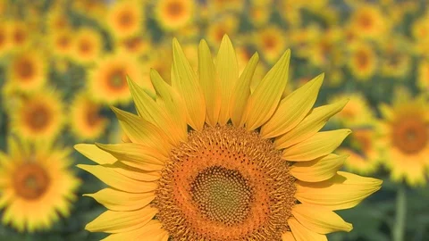 Sunflower and blue sky in summer, Akeno Town, Yamanashi Prefecture, Japan. Stock Footage 104971553