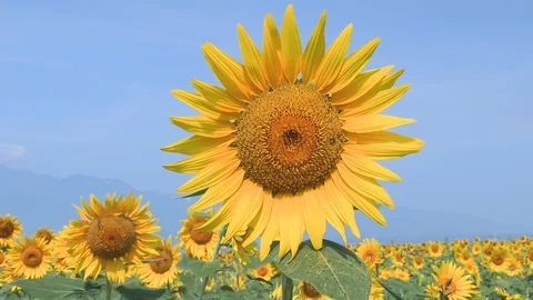 Sunflower and blue sky in summer, Akeno Town, Yamanashi Prefecture, Japan. Stock Footage 104973449