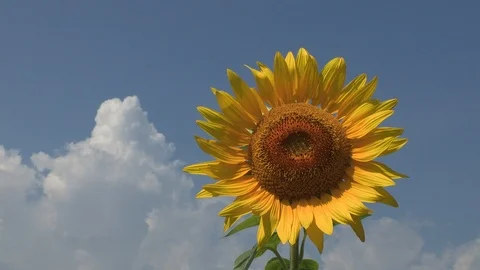 Sunflower and blue sky in summer, Akeno Town, Yamanashi Prefecture, Japan. Stock Footage 104975889