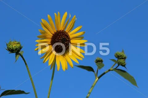 Sunflower and Bud Against Clear Blue Sky Stock Photos