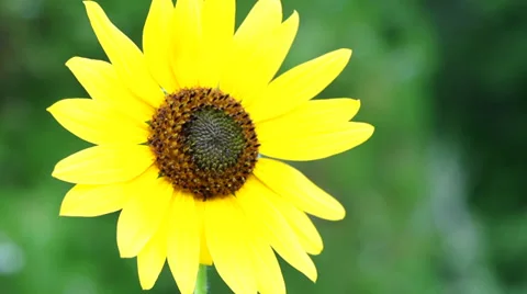 Sunflower and bug super slow motion Vídeos de archivo 27543447
