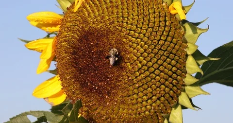 Sunflower And Bumble Bee Stock Footage 96699413