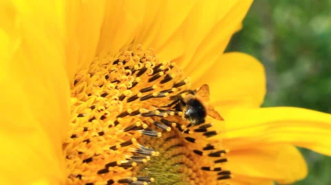 Sunflower and Bumblebee Video stock 41288877