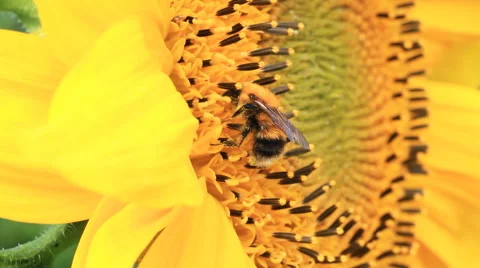 Sunflower and Bumblebee Stock Footage 41288912
