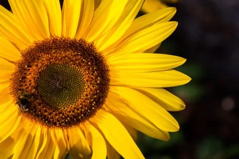 Sunflower and bumblebee Stock Photos