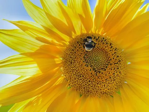 Sunflower and bumblebee Stock Photos