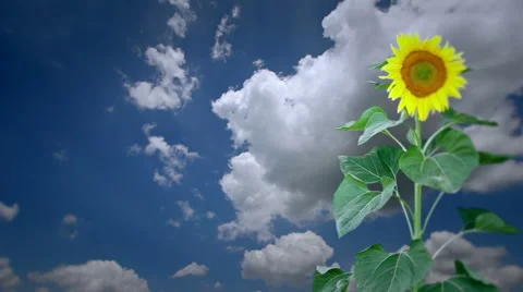 Sunflower and clouds Stock Footage 58654076