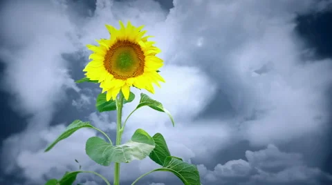 Sunflower and clouds Stock Footage 58654322