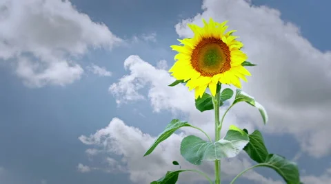 Sunflower and clouds Stock Footage 58654550