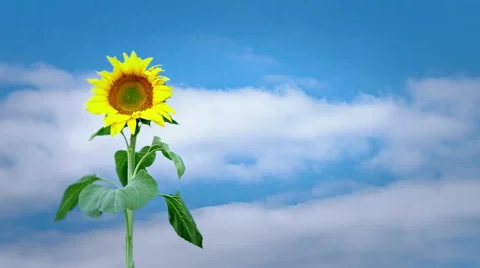 Sunflower and clouds Stock Footage 58654782