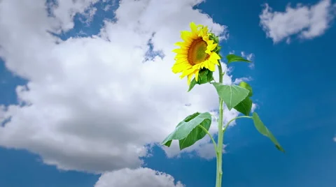 Sunflower and clouds Stock Footage 58655053