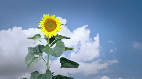 Sunflower and clouds Stock Footage 58656973