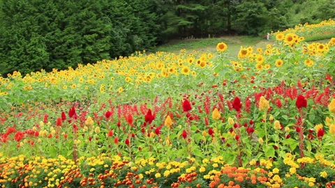 Sunflower and Cockscomb Flower Field Stock Footage 324899403