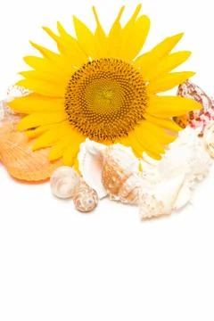 Sunflower and Conch Stock Photos