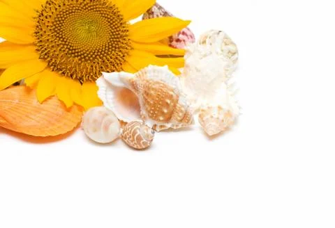 Sunflower and Conch Foto stock