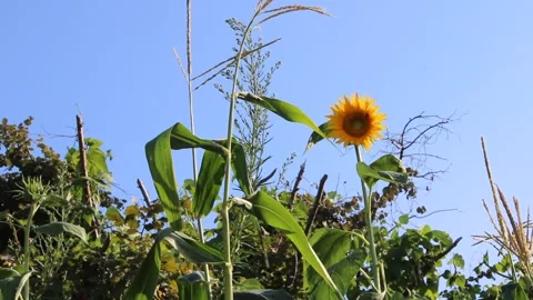 Sunflower and corn field, summer season Stock Footage 135683059