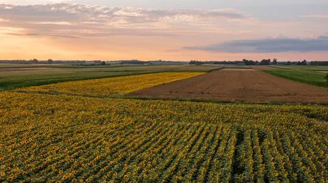 Sunflower and Corn fields diagonal view with sunset sky above, Podlaskie Voiv Stock Photos