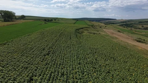 Sunflower and corn fields showing colorful agricultural patterns Stock Footage 340824342