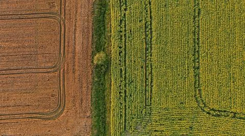 Sunflower and Corn fields top view with lonely tree in balk, Podlaskie Voivod Foto stock