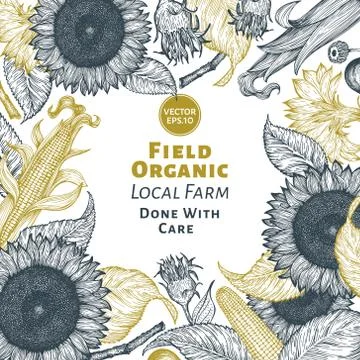 Sunflower and corn frame template. Sunflower banner design. Vector hand drawn Stock Illustration